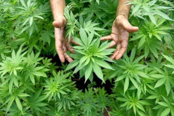 Tânărul care cultiva cannabis în curtea bunicii rămâne după gratii